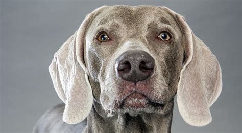 Weimaraner Dog Breed Information: Facts, Pictures & More.